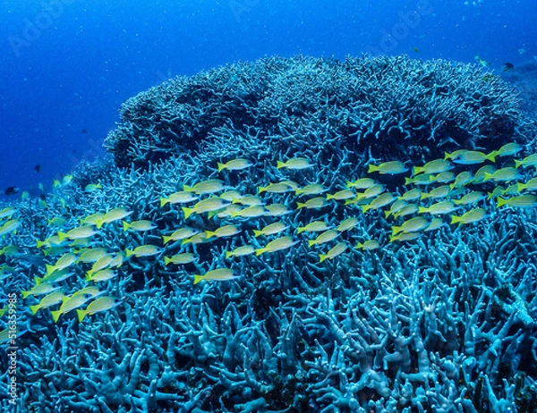 Obraz ヨスジフエダイ