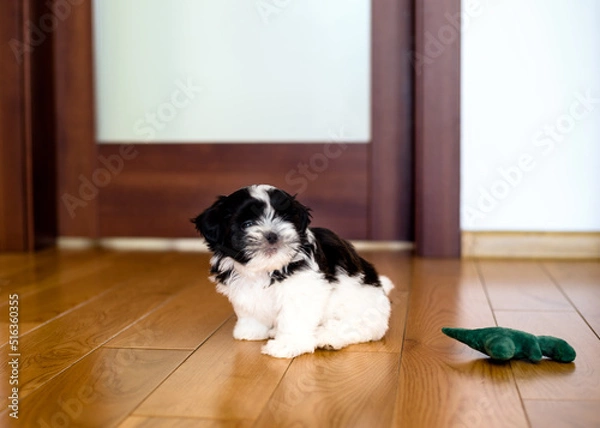 Obraz Puppy 1.3 months tricolor shih tzu in the room. Close-up.