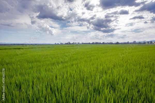 Fototapeta Rice paddy under sky with rain clouds