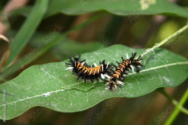 Fototapeta caterpillars