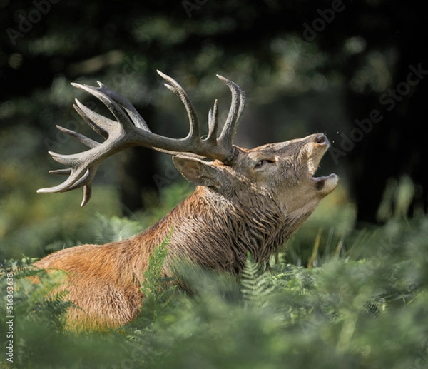 Fototapeta Here is a selection of my best wildlife photos of mammals taken of the course of 2 years. 