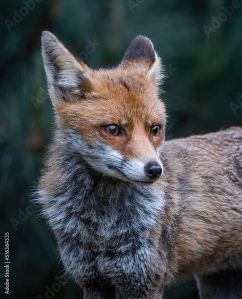 Fototapeta Here is a selection of my best wildlife photography taken over a period of 2 years 