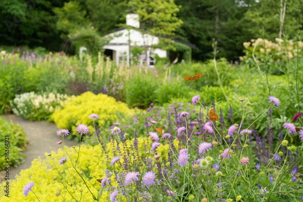 Obraz アザミと蝶