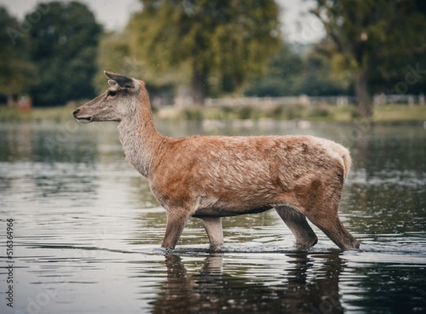 Fototapeta Here is a selection of my best wildlife photos of mammals taken of the course of 2 years. 