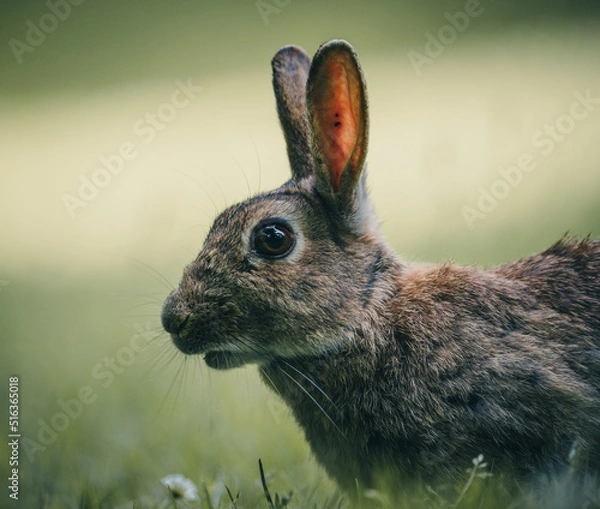 Fototapeta Here is a selection of my best wildlife photography taken over a period of 2 years 