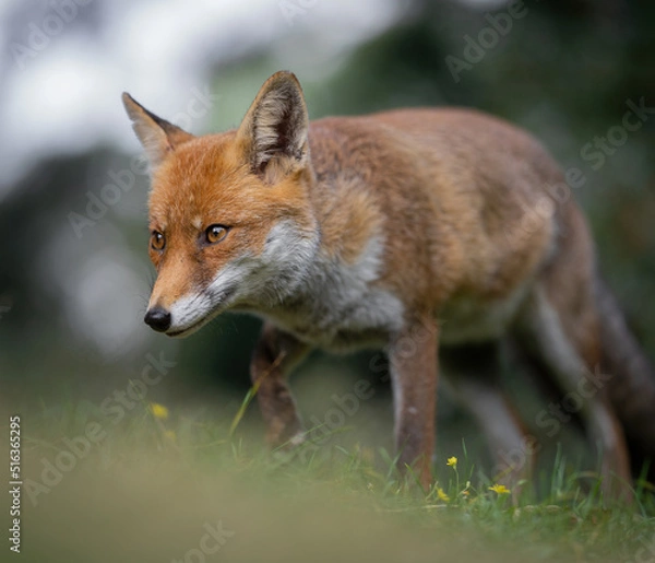 Fototapeta Here is a selection of my best wildlife photography taken over a period of 2 years 