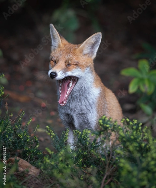 Fototapeta Here is a selection of my best wildlife photos of mammals taken of the course of 2 years. 