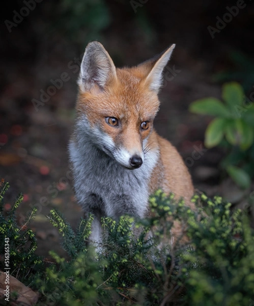 Fototapeta Here is a selection of my best wildlife photography taken over a period of 2 years 