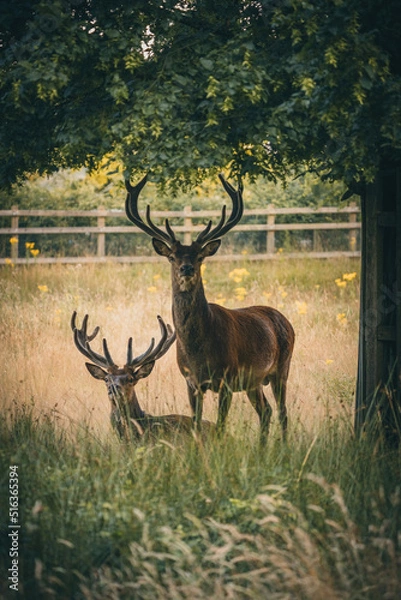 Fototapeta Here is a selection of my best wildlife photos of mammals taken of the course of 2 years. 
