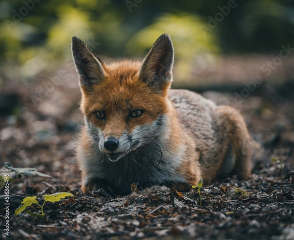 Fototapeta Here is a selection of my best wildlife photography taken over a period of 2 years 