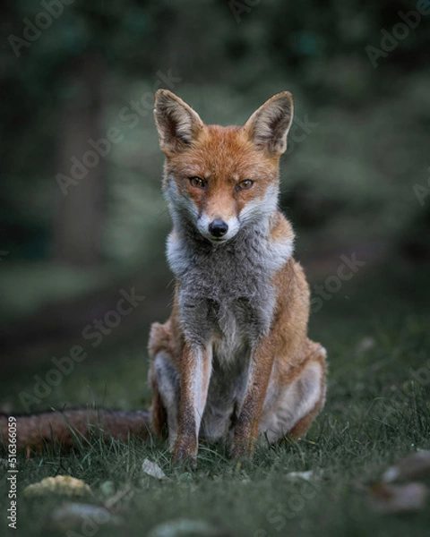 Fototapeta Here is a selection of my best wildlife photography taken over a period of 2 years 