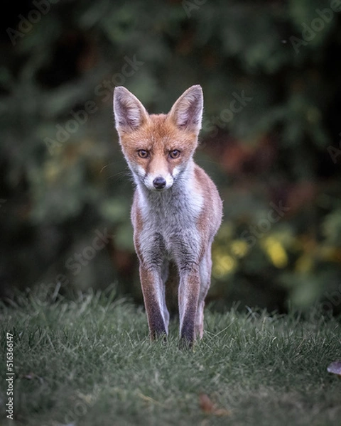 Obraz Here is a selection of my best wildlife photos of mammals taken of the course of 2 years. 