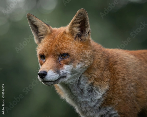 Fototapeta Here is a selection of my best wildlife photos of mammals taken of the course of 2 years. 