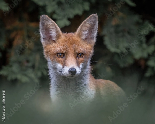 Fototapeta Here is a selection of my best wildlife photography taken over a period of 2 years 