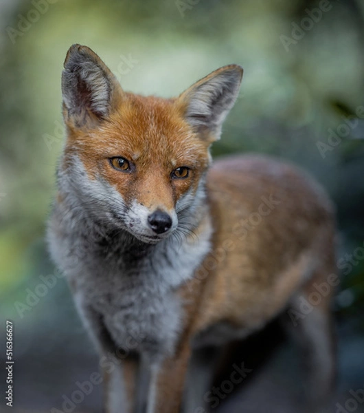 Fototapeta Here is a selection of my best wildlife photos of mammals taken of the course of 2 years. 