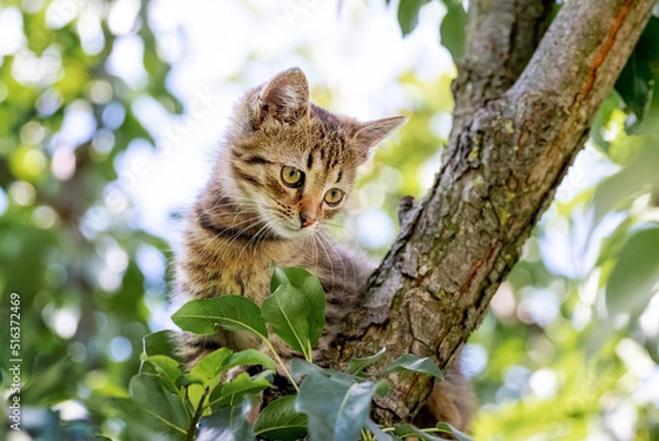 Fototapeta A small cute tabby kitten sits on a tree and looks down