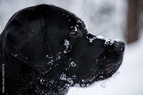 Fototapeta Black labrador in the winter forest