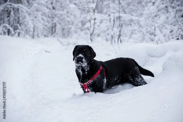 Fototapeta Black labrador in the winter forest