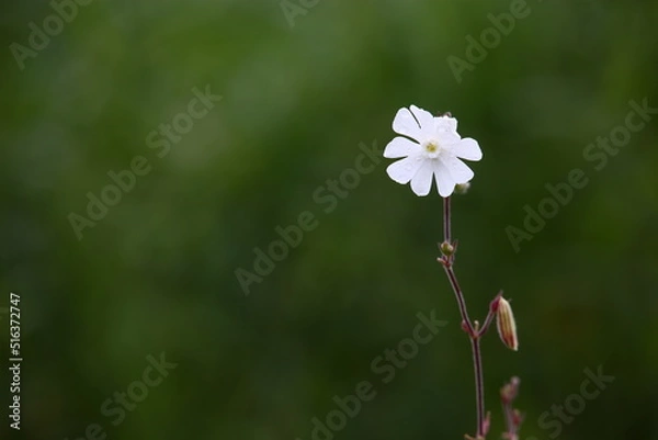 Fototapeta White wild flower