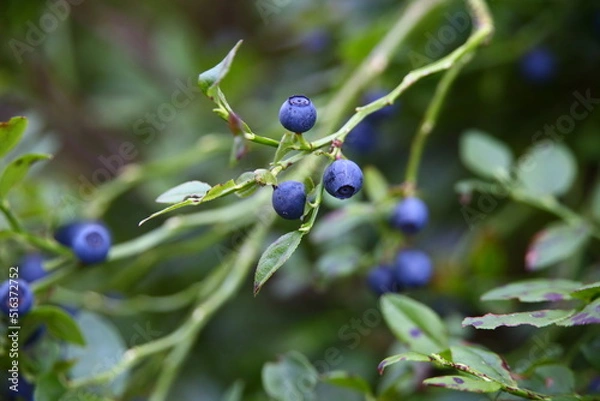 Fototapeta Blueberries in the forest