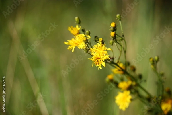 Obraz Yellow wild flower