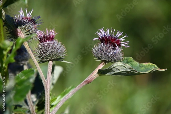 Fototapeta Purple thistle