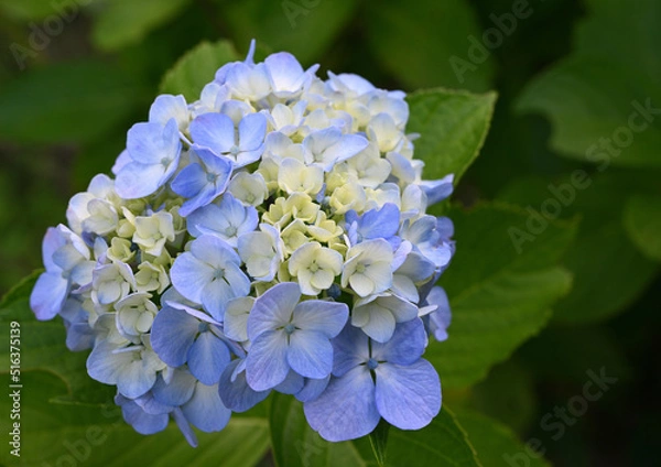 Fototapeta アジサイ