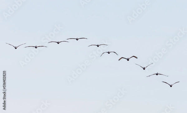 Obraz Ten Pelicans Flying in Formation