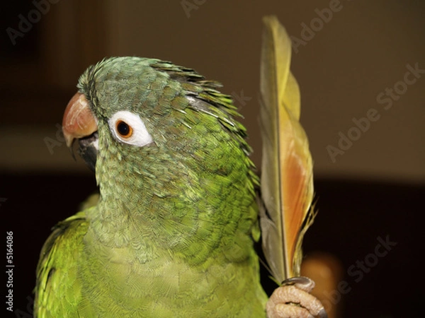 Fototapeta ¿me lo dices a mi?