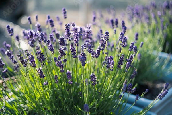 Fototapeta Beautiful shallow focus on lavender herb blooms in blue pots.