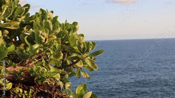 Fototapeta tree in the desert