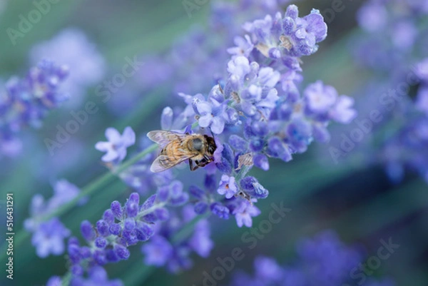 Fototapeta  Bee eating nectar at purple little flowers in garden