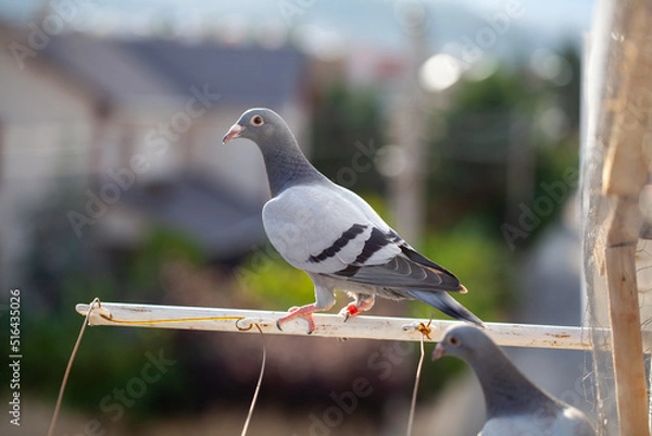 Fototapeta Racing pigeon standing on a perch out of the loft.