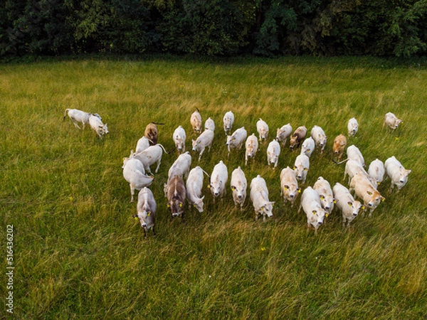 Obraz cows in the meadow