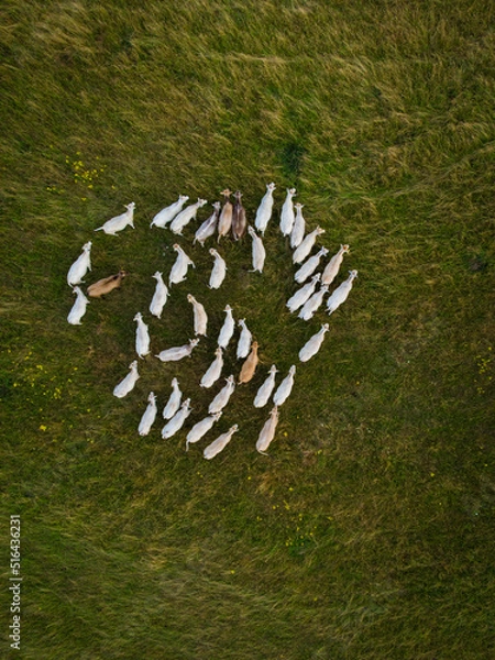 Obraz cows in the meadow