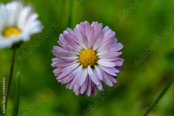 Obraz daisy in the garden