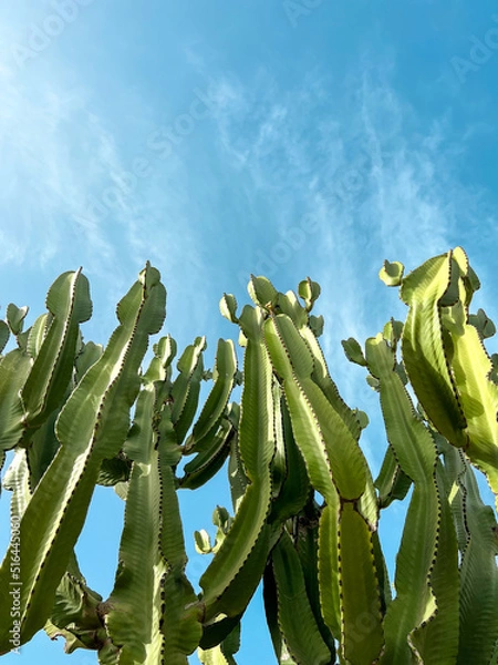 Fototapeta Kaktus Natur blauer Himmel