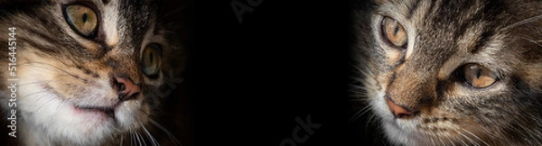 Obraz portrait of a cutte tabby kitten