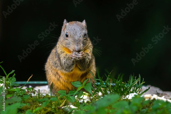 Fototapeta Orange-bellied Himalayan squirrel