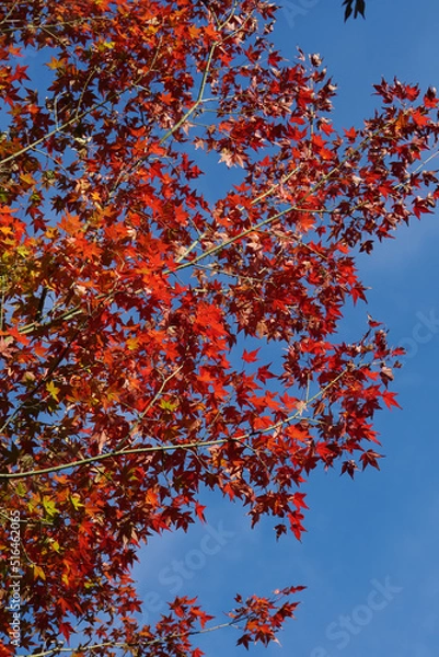 Fototapeta 赤く色づいた楓の紅葉