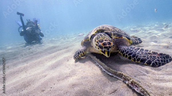 Fototapeta A Young Scuba Diver Approaches a Hawksbill Turtle Feeding On Scraps From Fishermen on Curacao