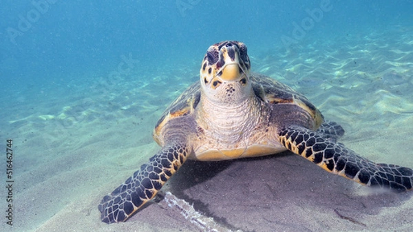 Fototapeta A Hawksbill Turtle Resting on The Bottom of the Ocean in Curacao