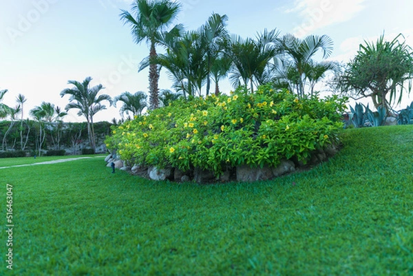 Obraz tropical garden scene