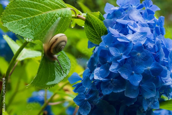 Fototapeta 雨の中のカタツムリとアジサイ