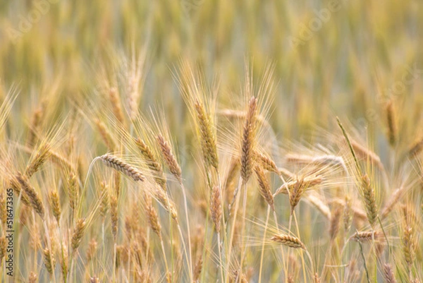 Obraz Ears of wheat against the background of other ears of wheat