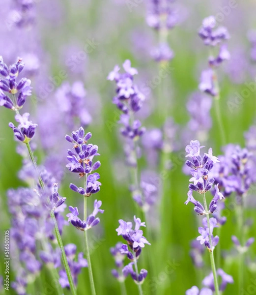 Fototapeta Background from violet lavender in the garden