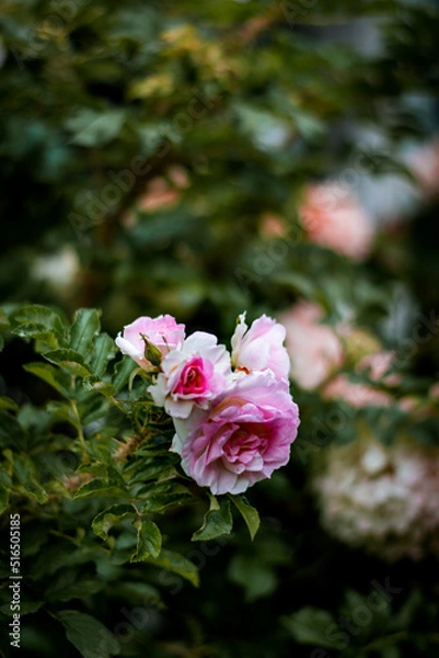 Fototapeta Flowers from apartment garden