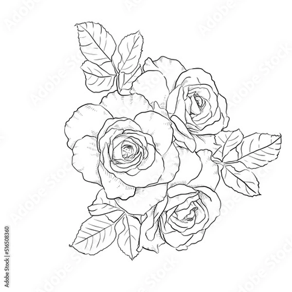 Fototapeta Roses Line art