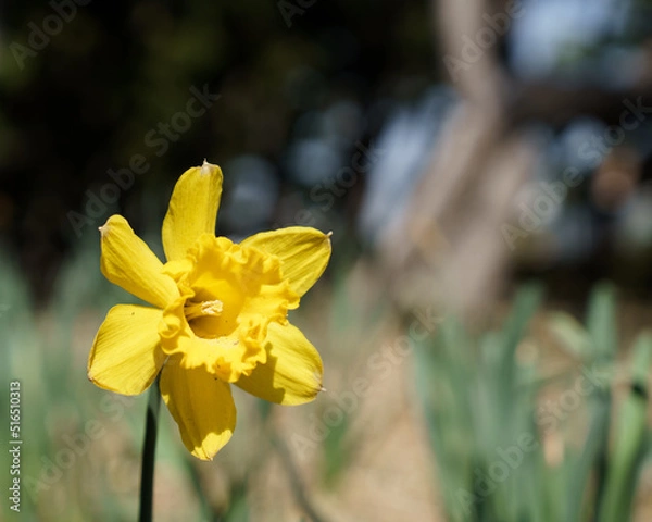 Obraz 美しい黄色い花