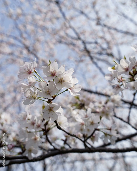 Obraz 満開の桜